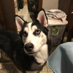 Meet your Posher, Cole